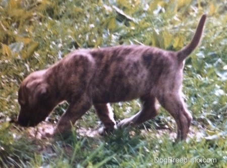 The left side of a brindle Staffy Bull Pit puppy that is sniffing its way across a field.
